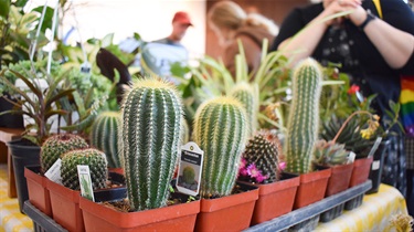 Trays of cactus plants