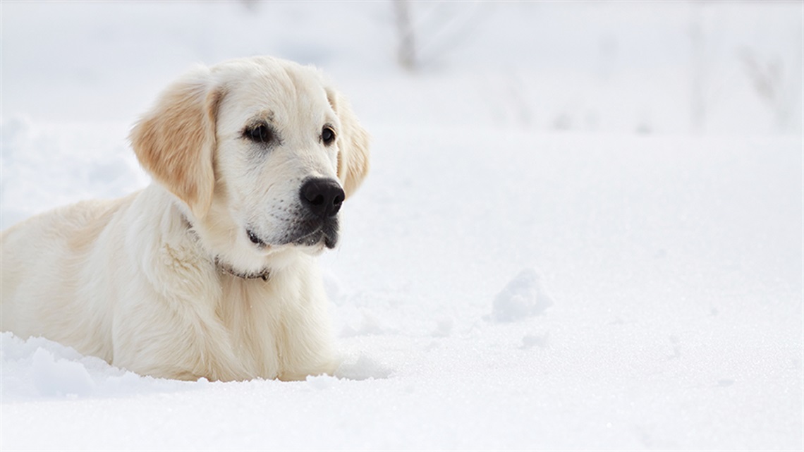 Cream-colored labrador dog laying in snow