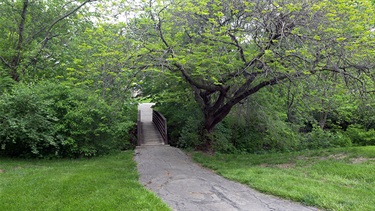 Trail surrounded by trees
